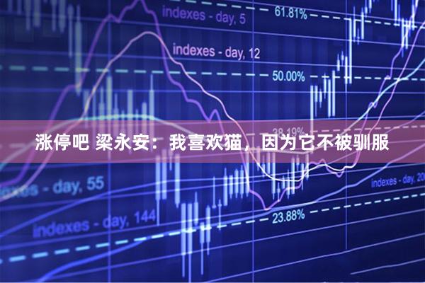 涨停吧 梁永安：我喜欢猫，因为它不被驯服